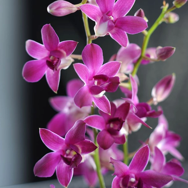 storczyk dendrobium.webp