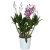 storczyk dendrobium.webp