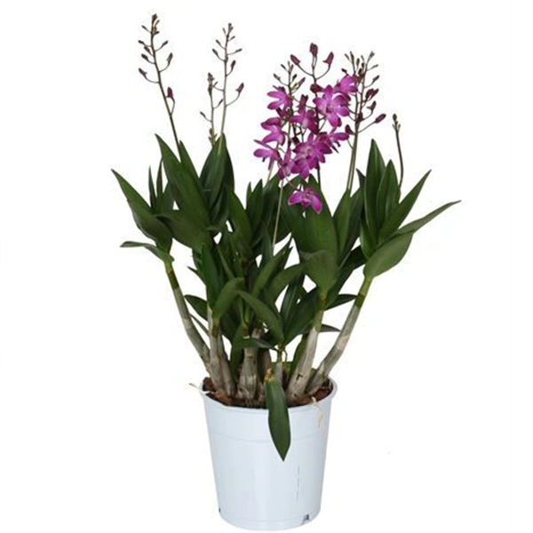 storczyk dendrobium.webp