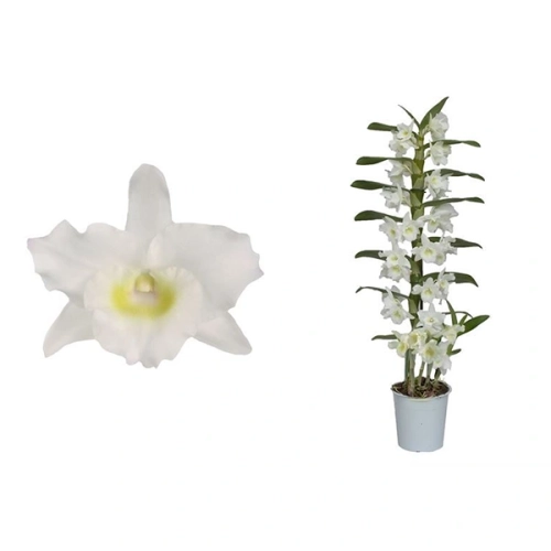 storczyk dendrobium.webp