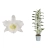 storczyk dendrobium.webp