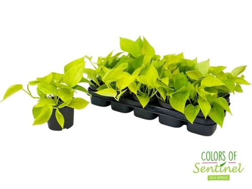 kwiat epipremnum neon golden pothos.webp