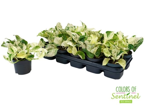 kwiat epipremnum happy leaf.webp