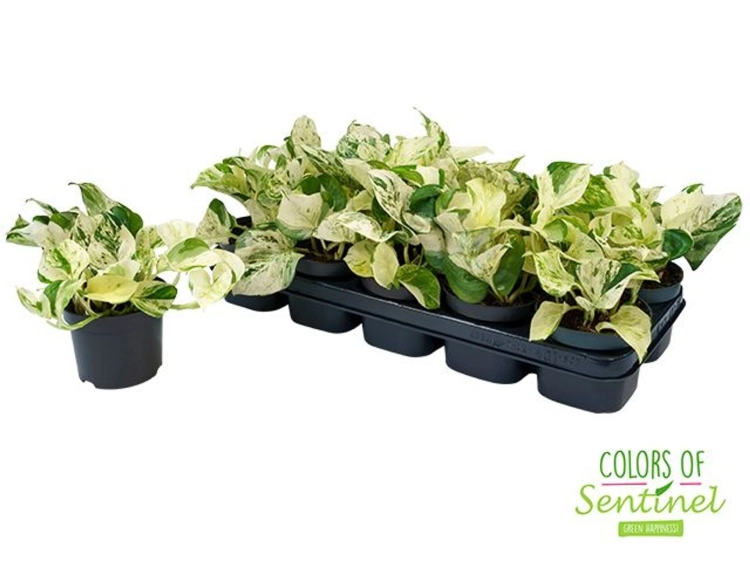kwiat epipremnum happy leaf.webp