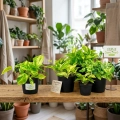 epipremnum marble queen.webp