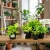 epipremnum marble queen.webp