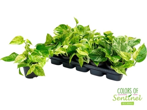 epipremnum marble queen.webp