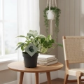 epipremnum marble variegata.webp