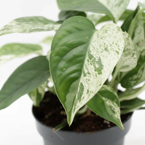 epipremnum marble variegata.webp