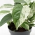 epipremnum marble variegata.webp