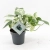 epipremnum marble variegata.webp
