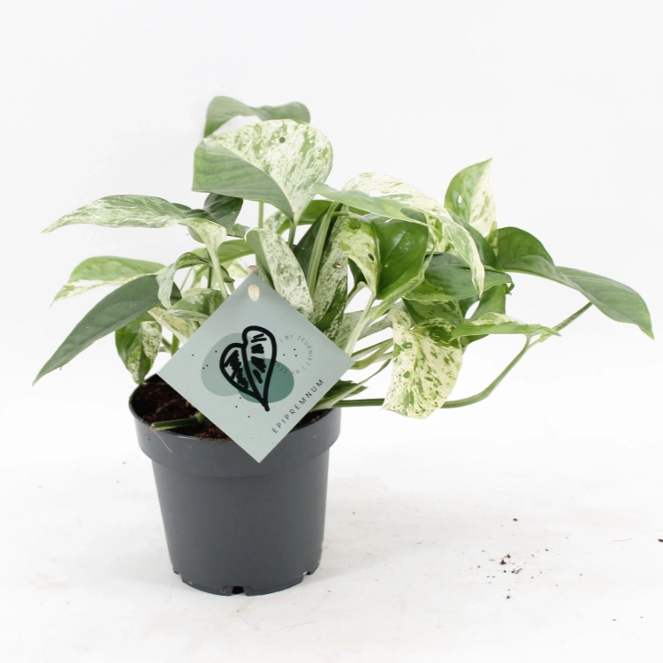 epipremnum marble variegata.webp