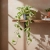 epipremnum njoy.webp