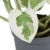 epipremnum njoy.webp