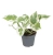 epipremnum njoy.webp