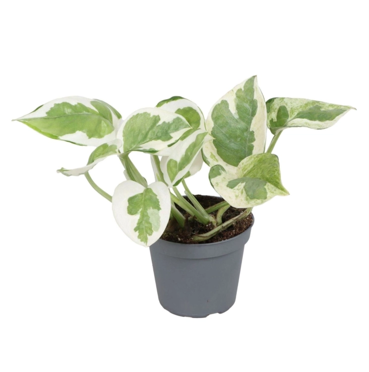 epipremnum njoy.webp