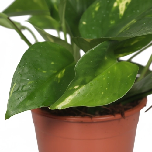 epipremnum aureum.webp