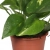 epipremnum aureum.webp