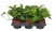 epipremnum aureum.webp