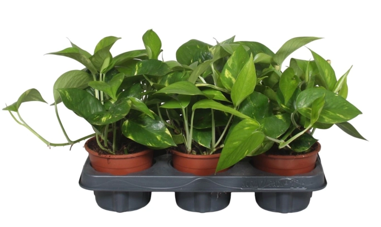epipremnum aureum.webp