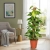 epipremnum aureum.webp
