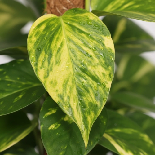 epipremnum aureum.webp