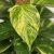 epipremnum aureum.webp