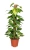 epipremnum aureum.webp