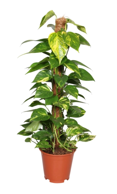 epipremnum aureum.webp