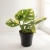 monstera adansonii.webp