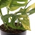monstera adansonii.webp