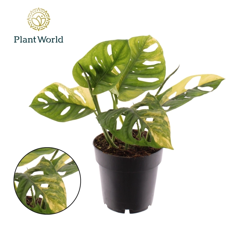 monstera adansonii.webp