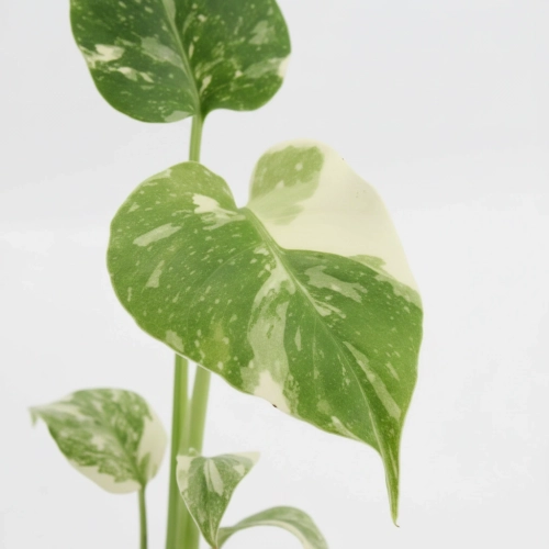 monstera thai constellation.webp