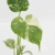 monstera thai constellation.webp