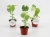 monstera thai constellation.webp