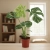 monstera thai constellation.webp