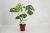 monstera thai constellation.webp