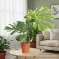 monstera thai constellation.webp