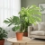 monstera thai constellation.webp