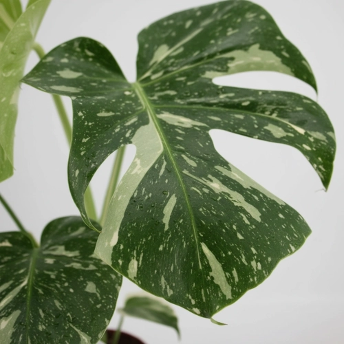monstera thai constellation.webp