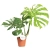monstera thai constellation.webp