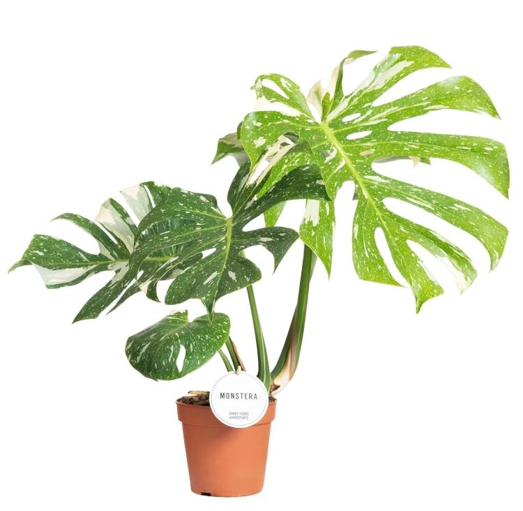 monstera thai constellation.webp
