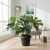 monstera thai constellation.webp