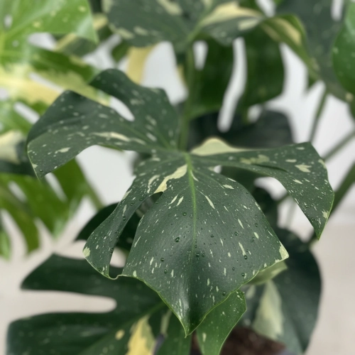 monstera thai constellation.webp