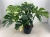 monstera thai constellation.webp