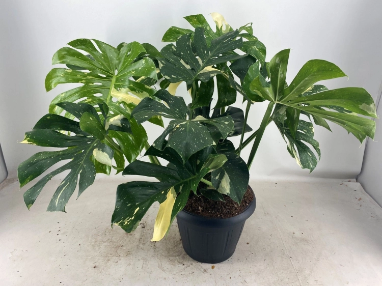 monstera thai constellation.webp