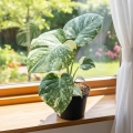 monstera thai constellation creme brulee.webp
