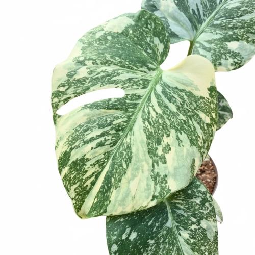 monstera thai constellation creme brulee.webp