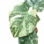 monstera thai constellation creme brulee.webp