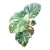 monstera thai constellation creme brulee.webp